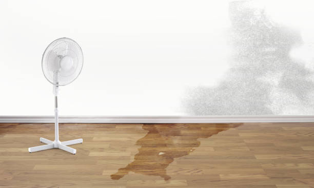 Best Ceiling water damage repair  in Forest Park, IL